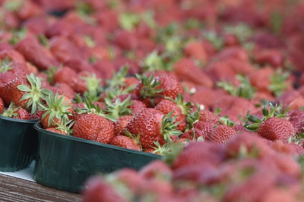 Proizvođači upozoravaju: Domaće jagode mogle bi postati luksuz