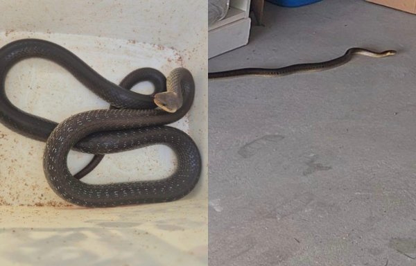Zagrepčanka u garaži pronašla zmiju: 'Važno je ne prilaziti joj'