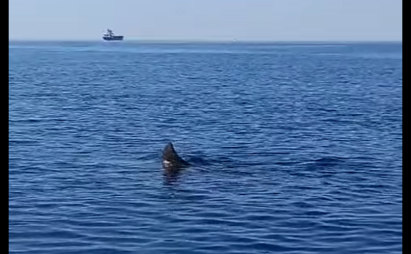 VIDEO Golema psina snimljena uz brodice u Istri