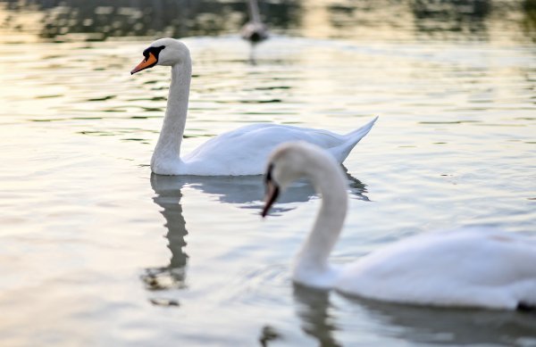 Par labudova uginuo na Bundeku nakon napada psa: 'Bili su kao Klepetan i Malena'