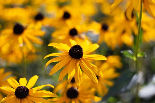 Rudbekija