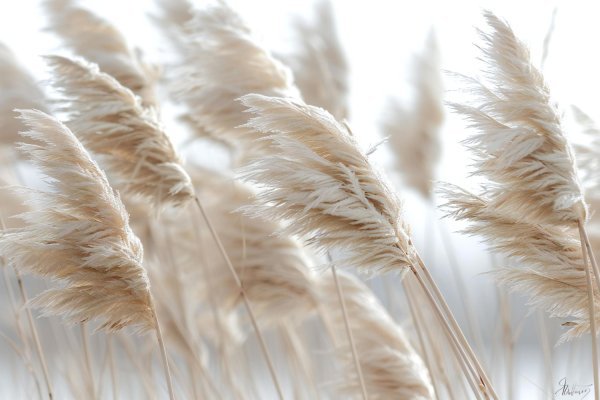 Mnogi ovu biljku sade zbog izgleda, a tek kasnije otkriju koliko problema nosi