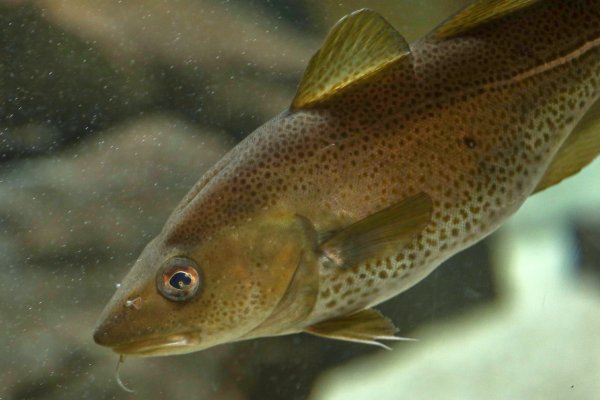 Šokantno otkriće: Kokain u vodi mijenja ponašanje divljih lososa