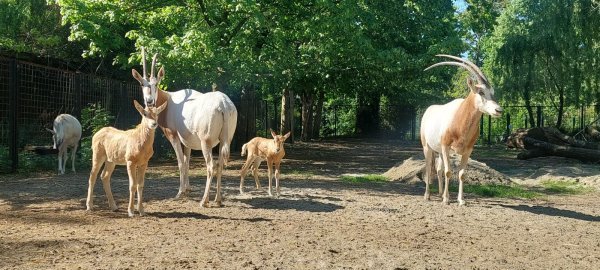 Ugrožena vrsta: Zagrebački ZOO pohvalio se krdom sabljorogih oriksa
