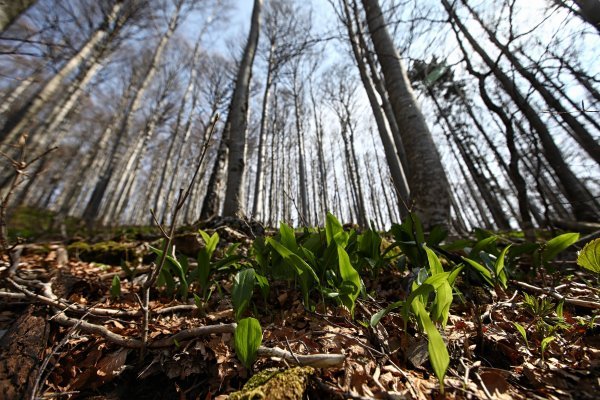 Nacionalni park Risnjak, šuma