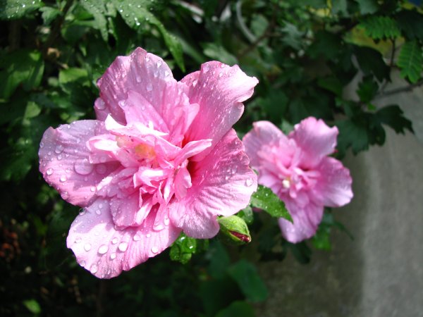 hibiskus je savršen primjer biljke koja nudi raskoš uz malo truda.