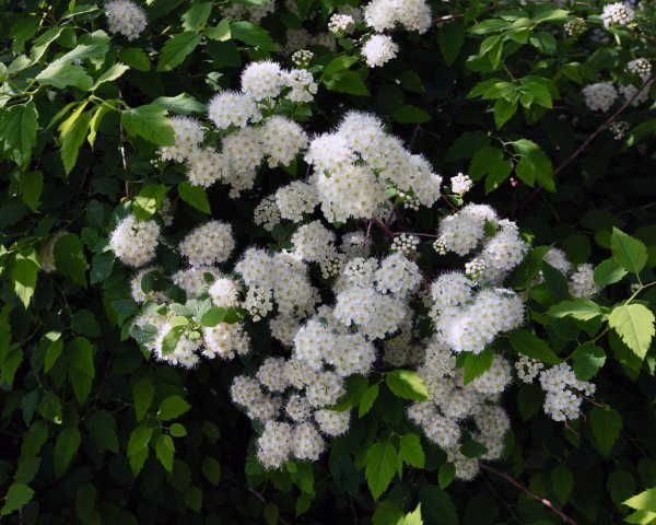 Suručica će najbolje izgledati na sunčanim pozicijama