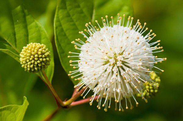 Glavatac, medeni grm (Cephalanthus occidentalis)