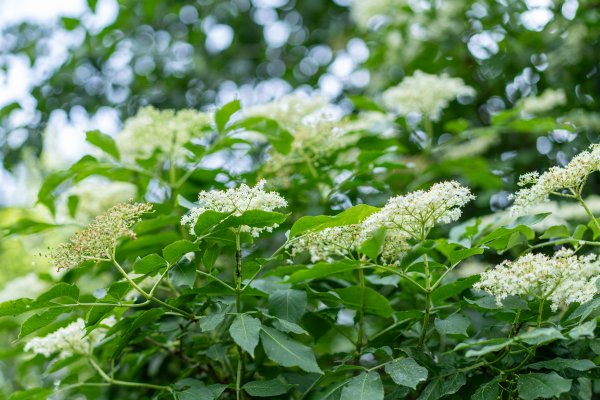 Bazga odlično podnosi sušu