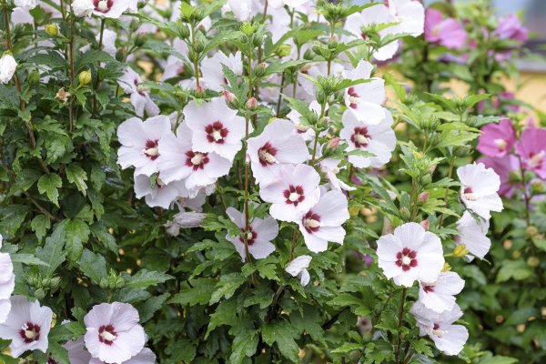 Posadite ih i zaboravite na njih: Neuništive biljke koje će rasti i cvjetati bez ikakvog održavanja