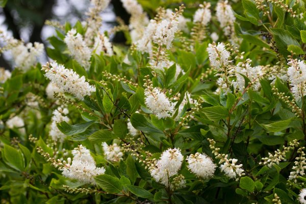Lažna joha  jako je izdržljiva