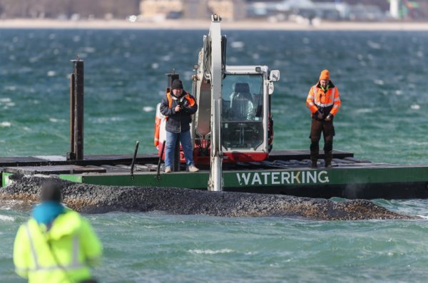 Spašavanje grbavog kita na Baltiku