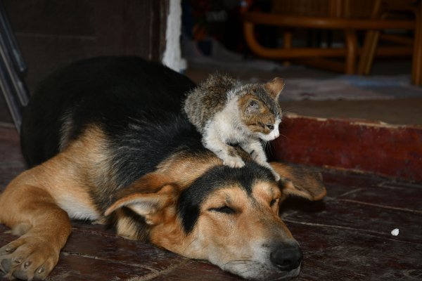 Pas i mačka - ilustracija