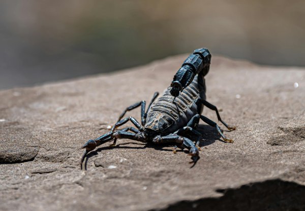 Zvuči nevjerojatno, ali istinito: škorpioni su doslovno metalni