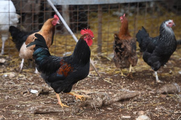 Sulud zločin: Zračnom puškom ubio 20 kokoši i dva pijetla