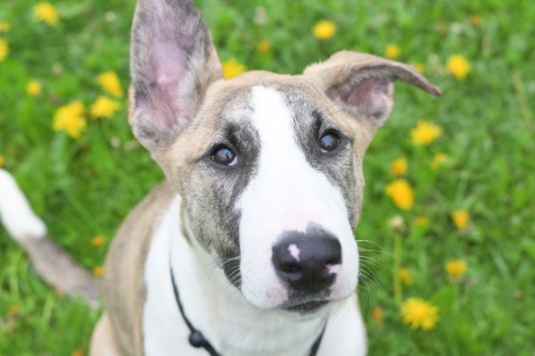 Prodavanje pasa je super posao, ali činjenica da ih većina odlazi na ilegalno tržište vrlo je opasna