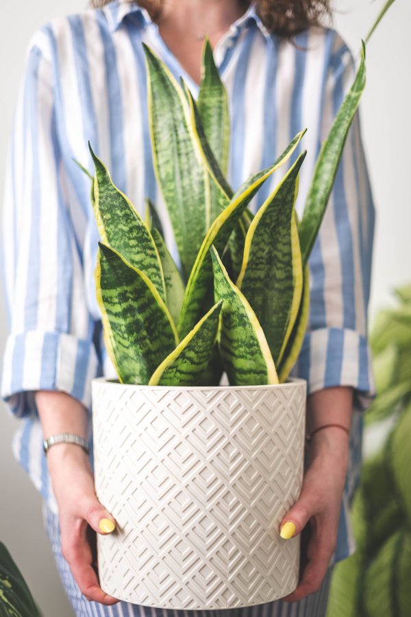 Sanseverija djeluje kao mali prirodni pročišćivač zraka, NASA-ina istraživanja pokazala su da ova biljka može apsorbirati štetne toksine iz prostora