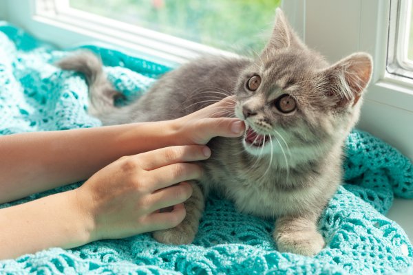 Mačke ponekad gricnu vlasnika tokom maženja ili igre - to su tzv. ljubavni ugrizi