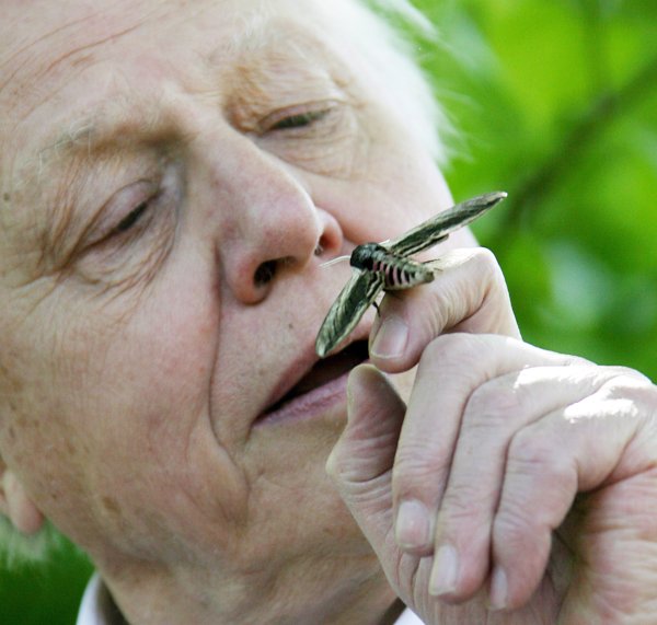 David Attenborough