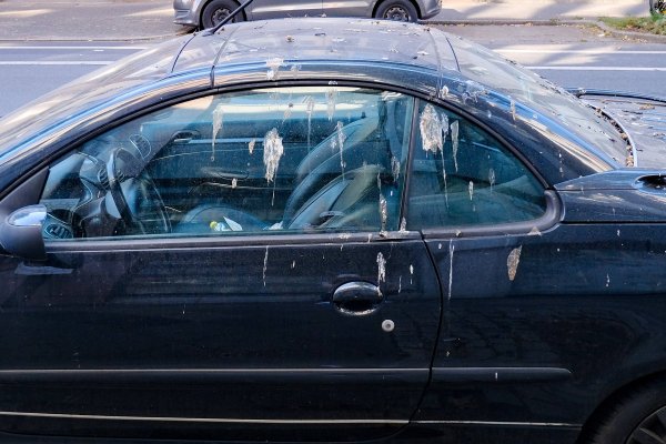 Ptičji izmet na autu nije bezazlen: Evo zašto ga treba ukloniti što prije