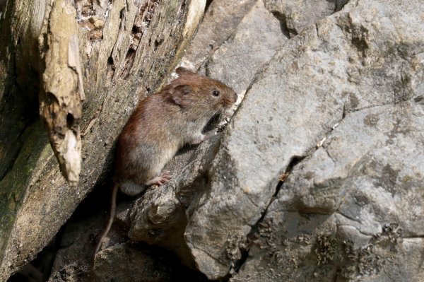 Hantavirus prenose glodavci