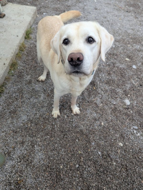 Uginuli labrador