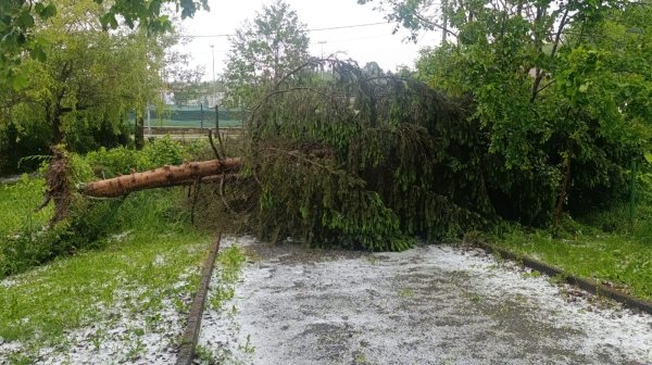 Srušeno stablo u Jakovlju