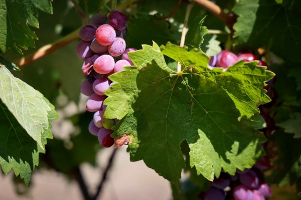 Udruga ruralnog turizma: Potencijal za razvoj seoskog agroturizma ozbiljno je narušen