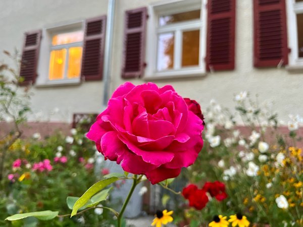 Ove biljke ružama daju raskošniji izgled i štite ih od nametnika