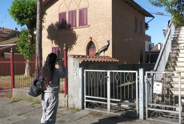 Paunovi u Punta Marini