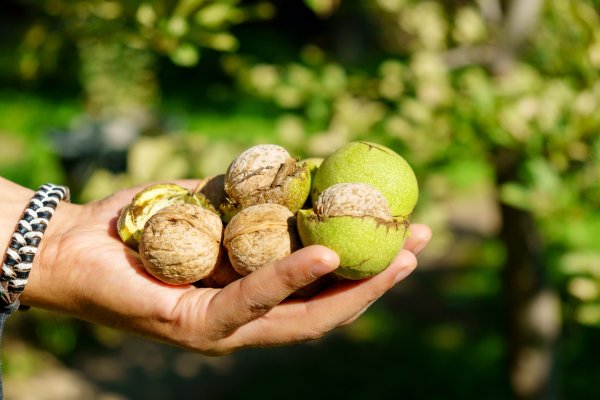 Liker od mladih oraha posebno se cijenio u kućama u kojima su se njegovali tradicionalni recepti