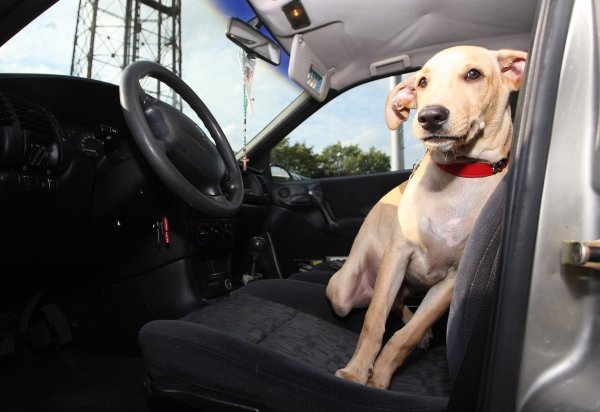 Vozili ste ljubimca u automobilu? Evo kako se najlakše riješiti dlaka