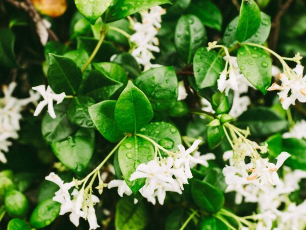 Zvjezdasti jasmin ne nudi samo vizualnu barijeru od sunca, već u večernjim satima ispušta opojne mirise koji psihološki pojačavaju dojam svježine.