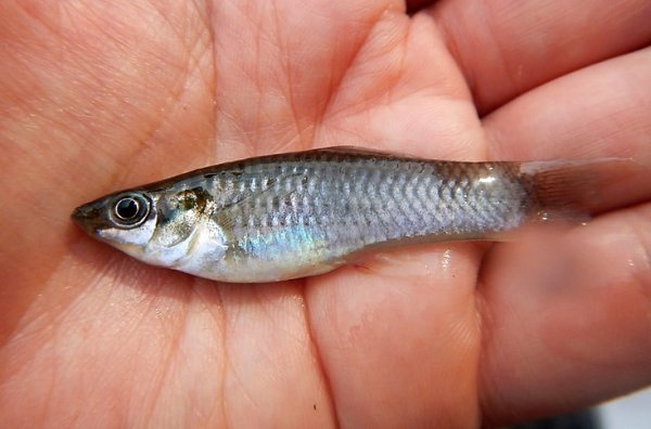 Amazonska moli