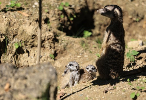 Zagrebački ZOO na Svjetski dan okoliša uz edukaciju o otpadu, recikliranju i klimi