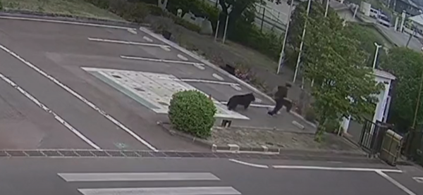 Japanci nakon 10 dana ulovili medvjeda: Ozlijedio četiri osobe, pa pio vodu iz slavine