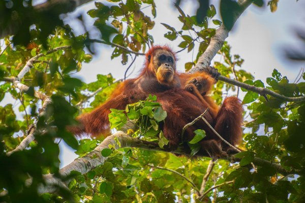 Sve ih je manje: Poplave i klizišta odnijeli desetke rijetkih orangutana