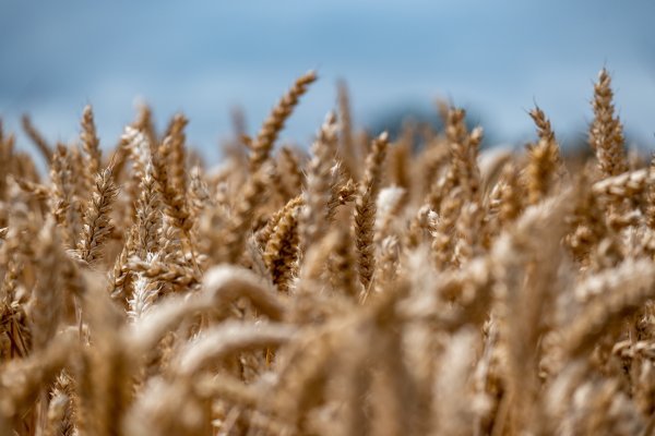 NGT-om je moguće uzgajati pšenicu s manje glutena - ilustracija