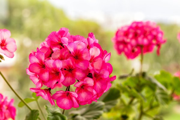 Trik iskusnih vrtlara: Uz ova tri prirodna rješenja pelargonije će cvjetati kao nikad prije