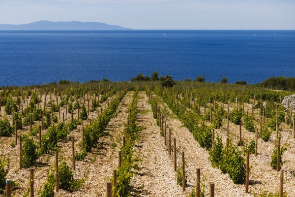 Hrvatska slavi platinu na Decanteru: Dalmatinska vinarija Markus s Pepejuhom osvojila svjetski vrh
