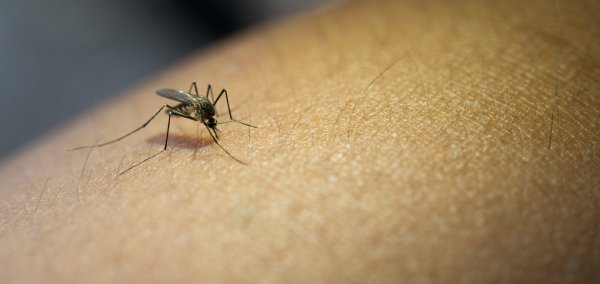 Komarce privlače isključivo naš miris, tjelesna toplina i izdahnuti zrak (ugljikov dioksid) 