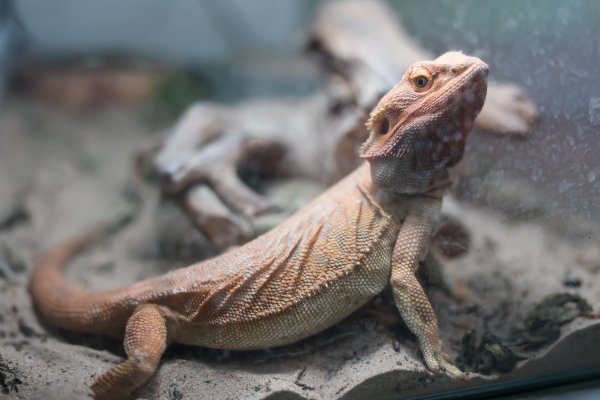 Agama