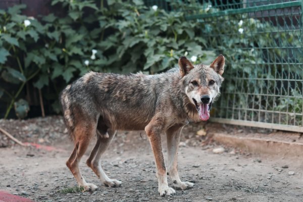 Čak i mladi vukovi ovdje su pitomi