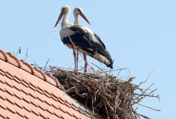 Ovdje ima više roda nego ljudi: Malo hrvatsko selo jedinstveno je u Europi
