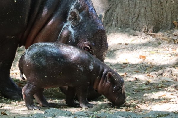 Preslatke vijesti iz zagrebačkog ZOO-a: Na svijet došlo mladunče ugroženih patuljastih vodenkonja