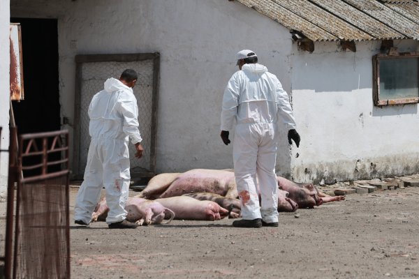 Zbog afričke svinjske kuge Srbija eutanazira 11 tisuća svinja blizu granice s Hrvatskom