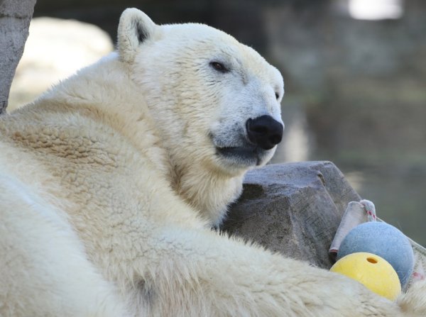 Uginula Larissa, najstarija ženka polarnog medvjeda na svijetu