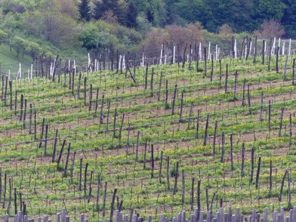 Vinarija Kopjar posadila je prve nasade starohrvatske beline