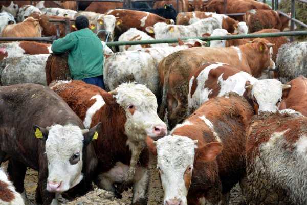 Ministarstvo poručilo veterinarima: Nema osnove za poništenje natječaja
