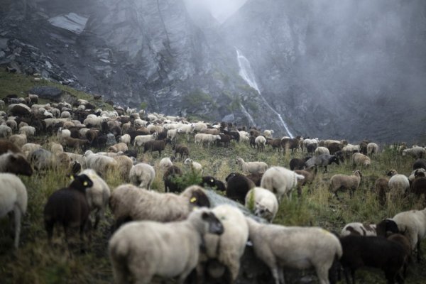 Grom ubio skoro 100 ovaca u Švicarskoj
